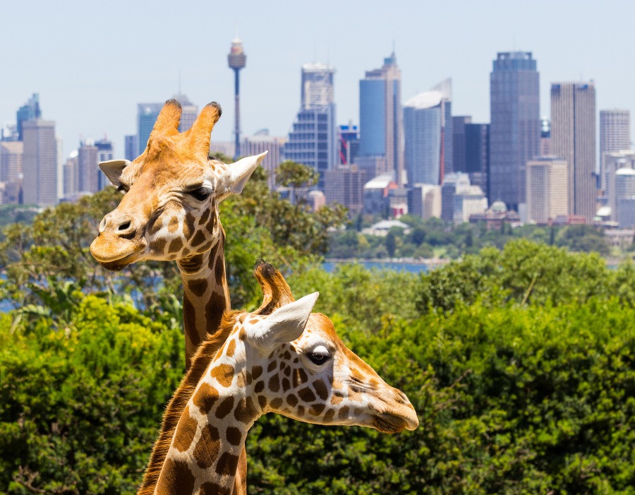 V Sydney žijú žirafy.
