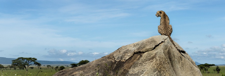 Gepard sedí na skale