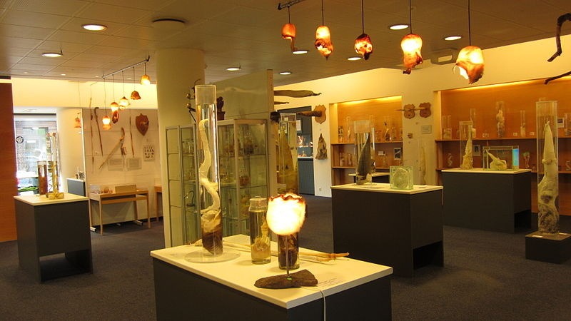 Múzeum penisov, Reykjavík, Island