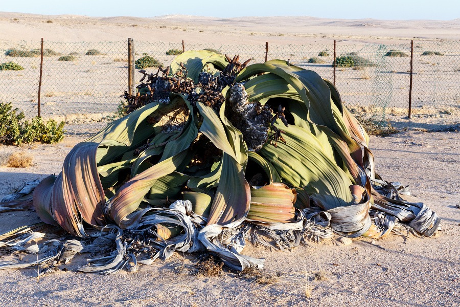 Tisícročné kvety uprostred púšte: