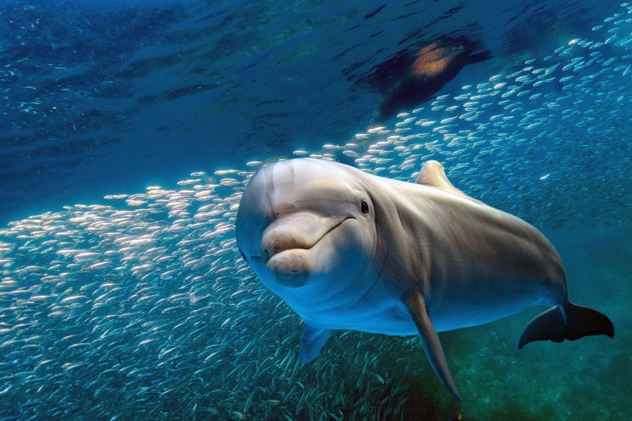 Na hladine možno pri plavbe občas vidieť, ako sa v blízkosti mihnú zvedavé delfíny.