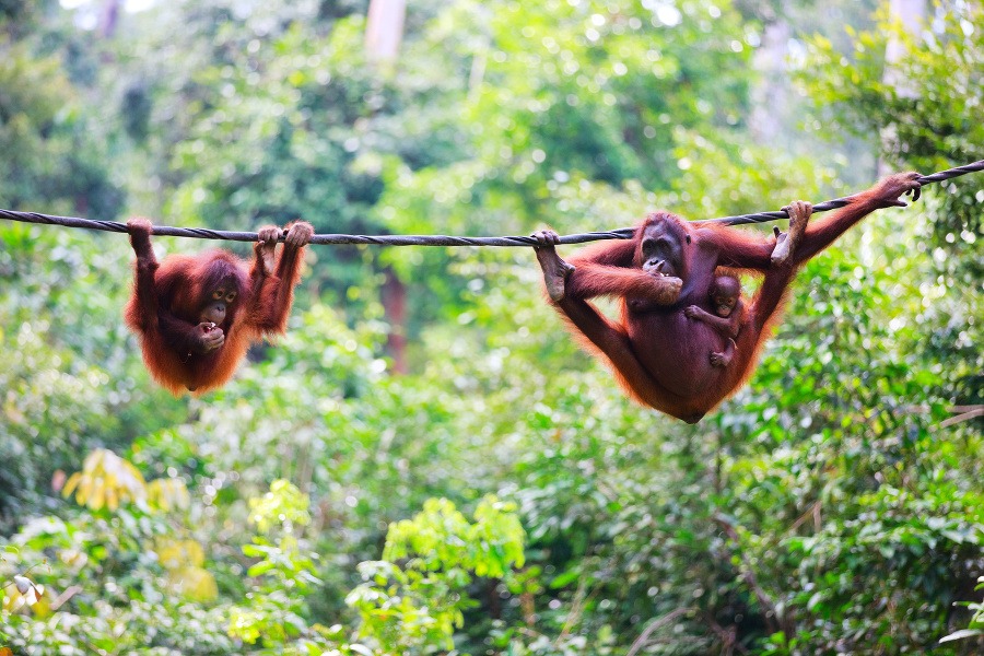 Radi trávia čas vo výškach, ale počas kŕmenia ich máte na dosah. Dotýkať sa orangutanov je ale v rezervácii na Borneu zakázané.