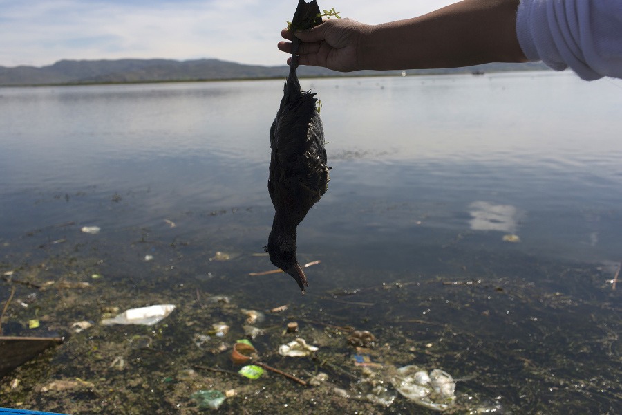 Ekologická aktivistka Maruja Inquillaová drží mŕtveho vtáka na brehu jazera.