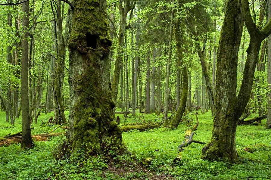 Bielovežský prales, Poľsko