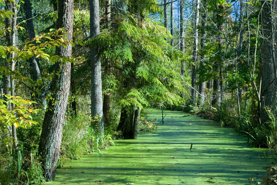 Bielovežský prales, Poľsko