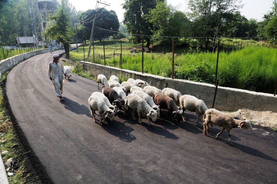 Kašmírsky pastier ženie stádo oviec na pašu na okraji mesta.