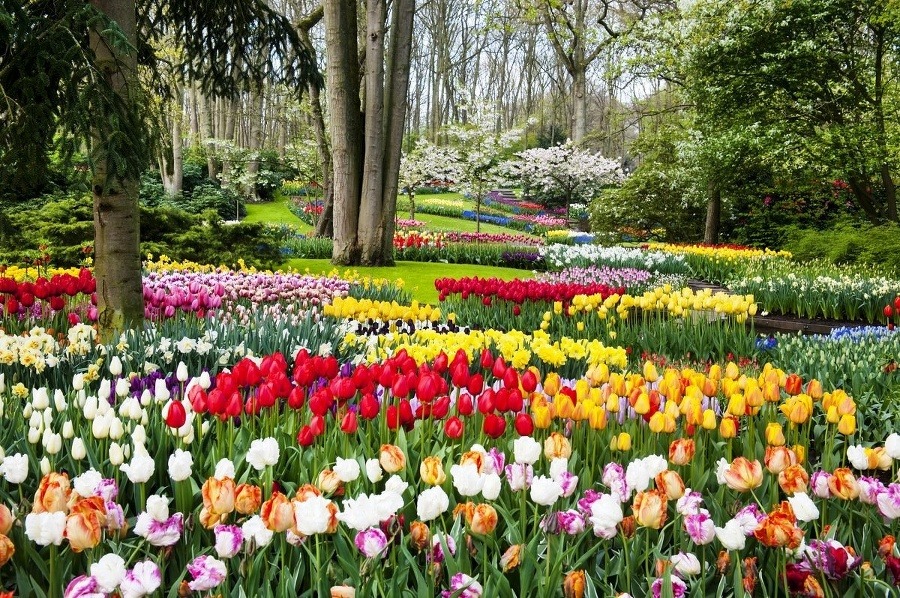 Keukenhof, Holandsko