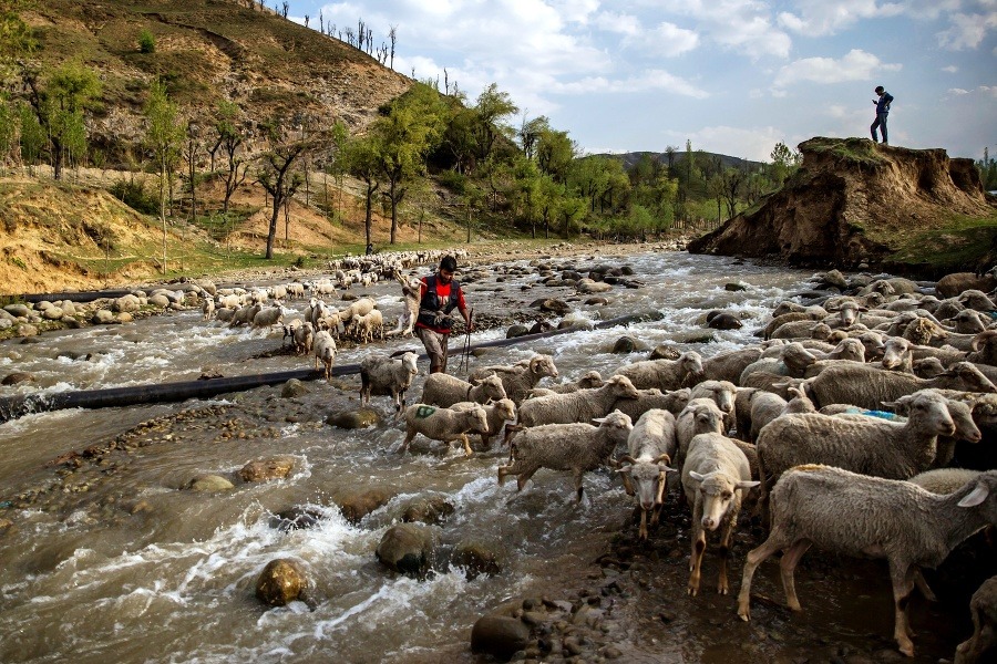 Na snímke kašmírsky pastier oviec prechádza so stádom cez potok.
