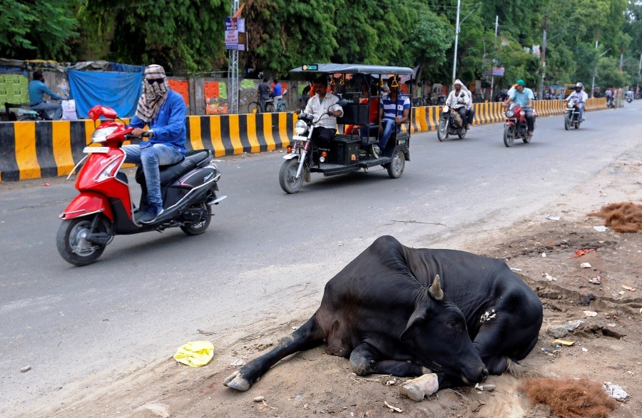 Na snímke pouličná krava leží na ceste v indickom Allahabáde.