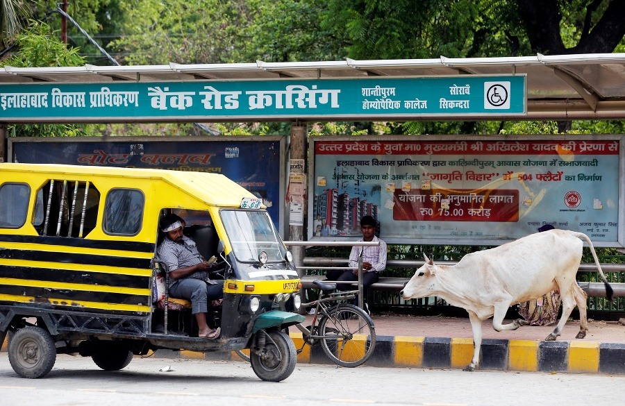Na snímke pouličná krava prechádza okolo autobusovej zastávky v indickom Allahabáde.