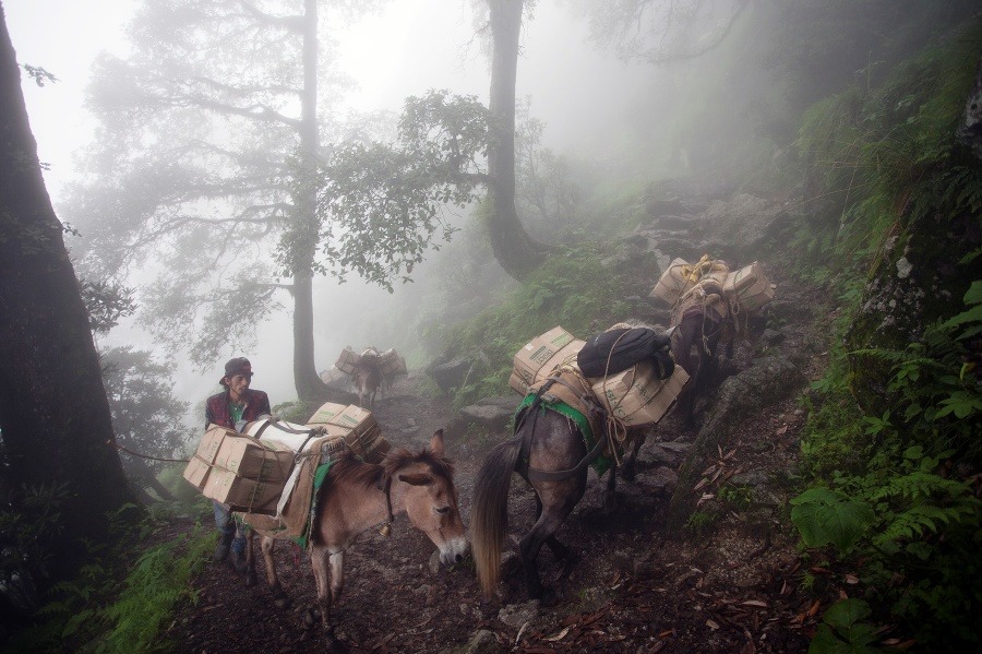 Muž poháňa svoje mulice naložené pitnou vodou a potravinami na horskom chodníku do Trindu,  populárnej turistickej destinácie pri Dharmsale v Indii.
