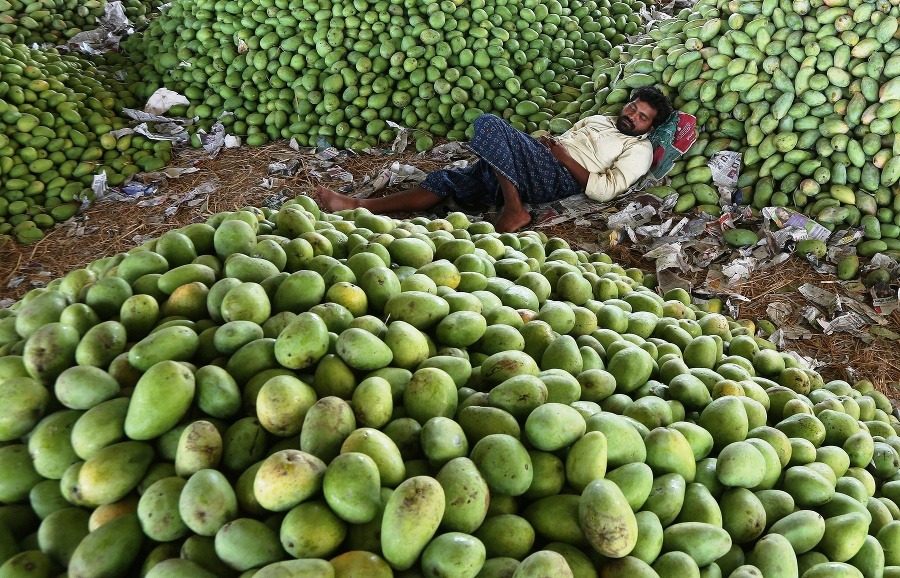 Indický robotník spí na plodoch manga vo veľkoobchode s ovocím v meste Hajdarábáde. V Indii je mango považované za národné ovocie a India je jedným z najväčších producentov manga na svete. Ročne ho dopestujú vyše 13 miliónov ton.