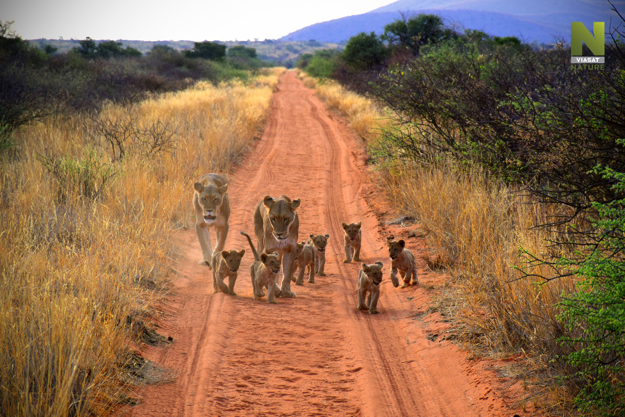 Prírodná rezervácia TSWALU v JUŽNEJ AFRIKE