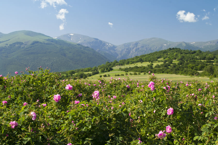 Údolie ruží, Bulharsko