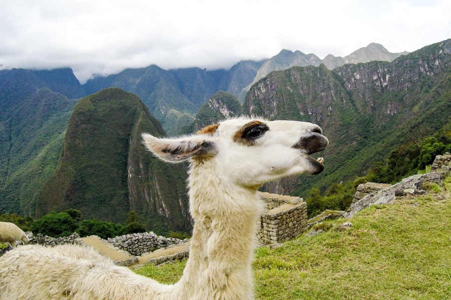 Trek k Machu Picchu,