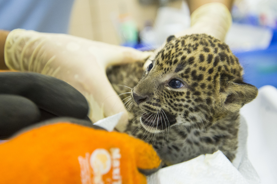 Na snímke novonarodený leopard