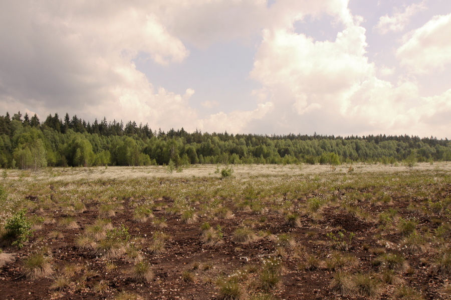 Soumarské rašelinisko, Česká republika