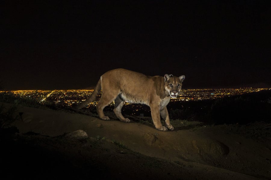 Víťazná fotografia celosvetovej súťaže o najlepšie novinárske fotografie World Press Photo 2014 v kategórii Nature Stories (Príroda). Na fotografii od amerického fotografa Stevea Wintera  puma kráča po chodníku v parku v Los Angeles.