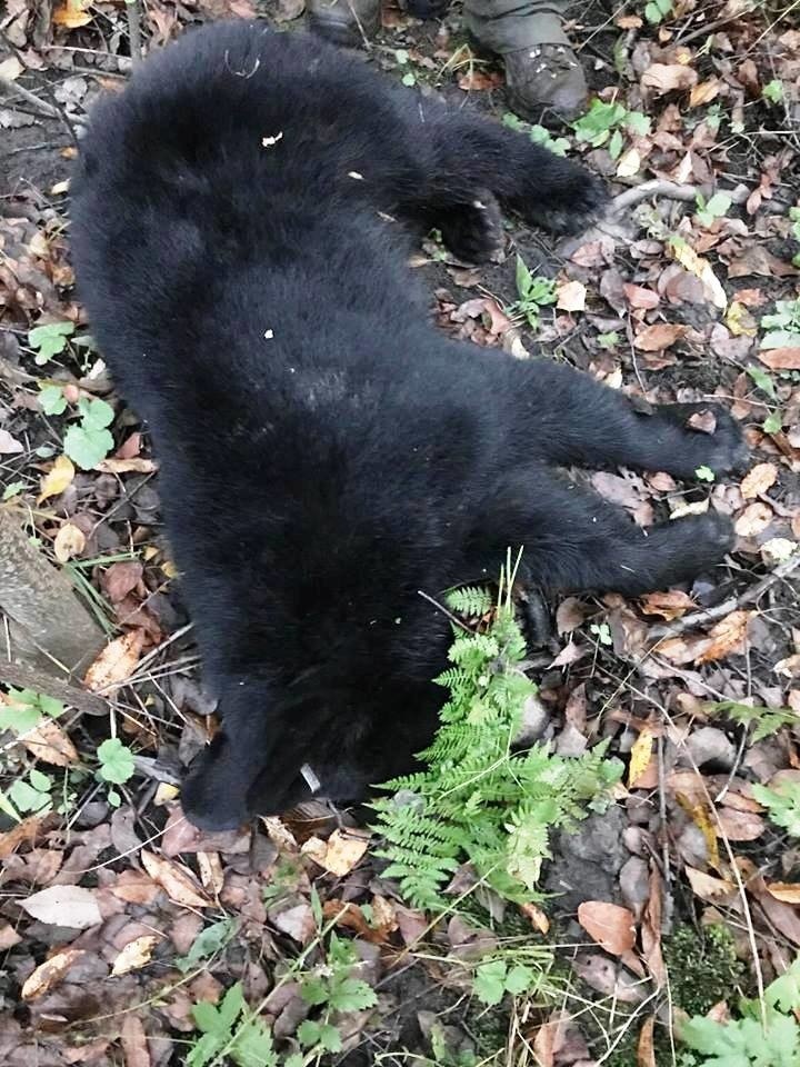 Medvedie mláďa chodilo po