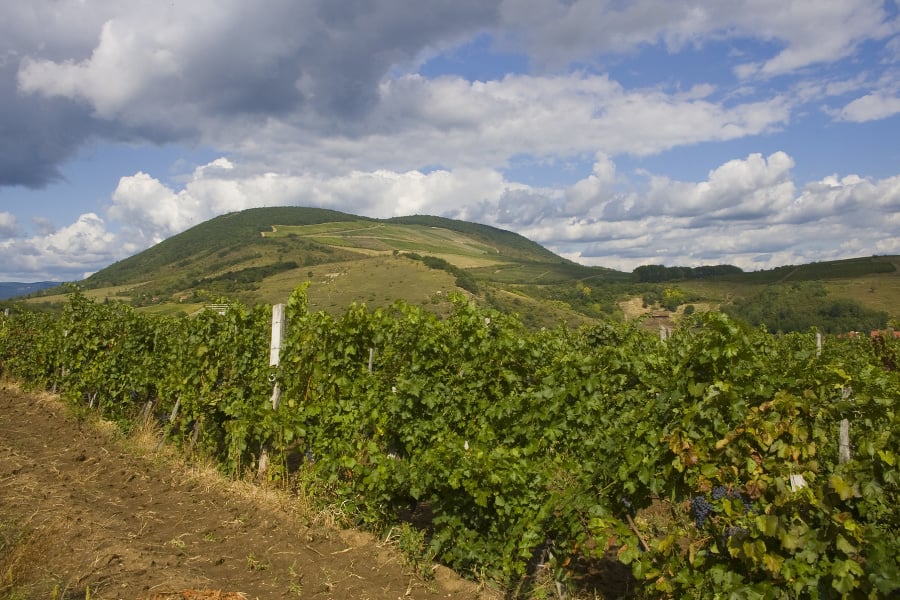 Jágerské vinice, Maďarsko