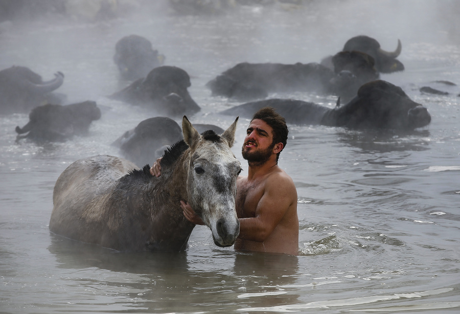 Muhammed Tore kúpe koňa v horúcom prameni s vodnými byvolmi