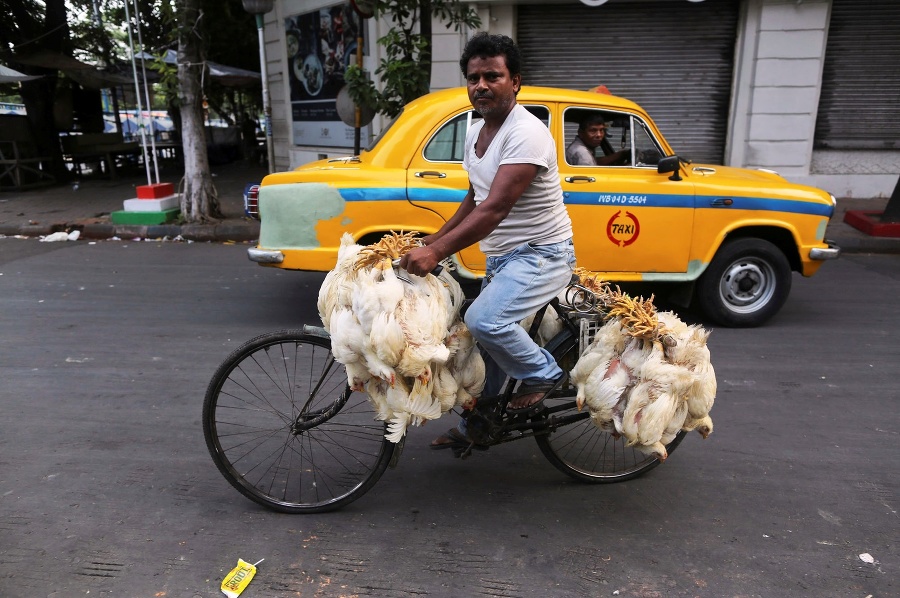Muž vezie kurence na bicykli v Kalkate.