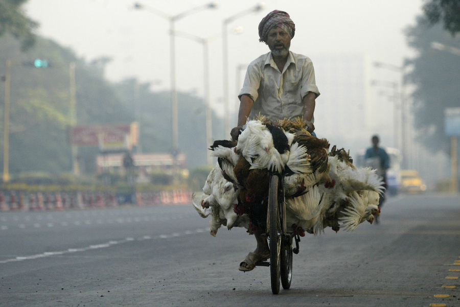 Svojrázny transport kurčiat na trhovisko v centre Kalkaty 