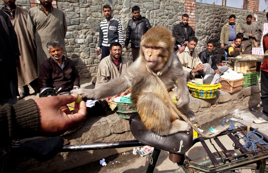 Ind kŕmi opicu hroznom v Šrínagare.
