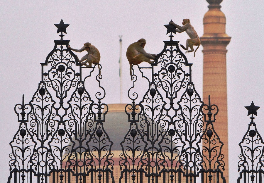 Opice makak sedia na bráne Prezidentského paláca v Naí Dillí. 