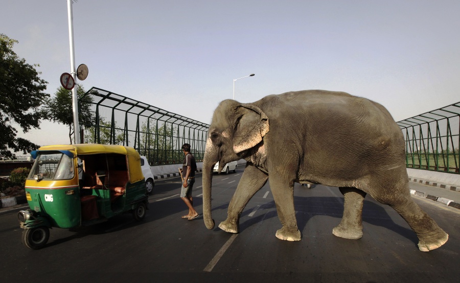 Mahaut so svojím slonom kráča cez rušnú cestu v Naí Dillí.