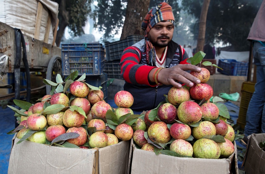 Predavač ovocia aranžuje ovocie guavu v indickom Allahabáde.