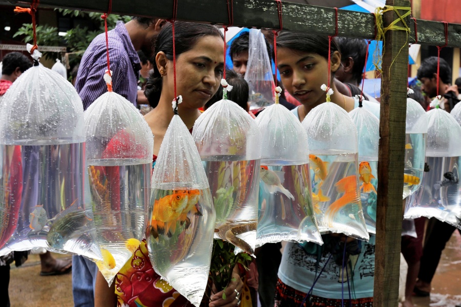 Ľudia si pozerajú tropické ryby, ktoré sú vystavené na predaj na živom trhu v indickej Kalkate.
