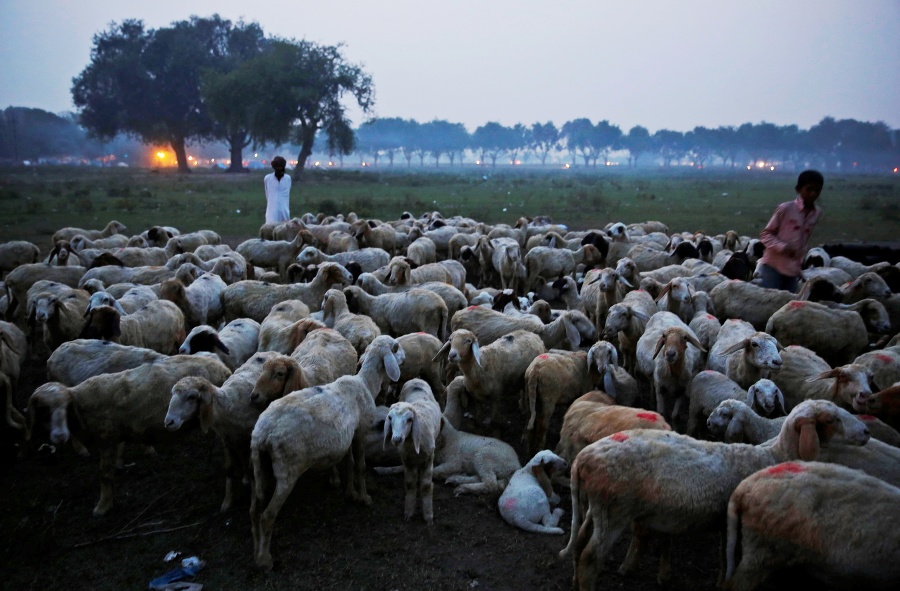 Indickí pastieri zháňajú ovce za súmraku do stáda v Allahabáde.