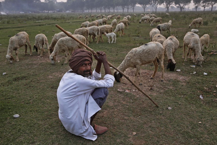 Pastier v Allahabáde