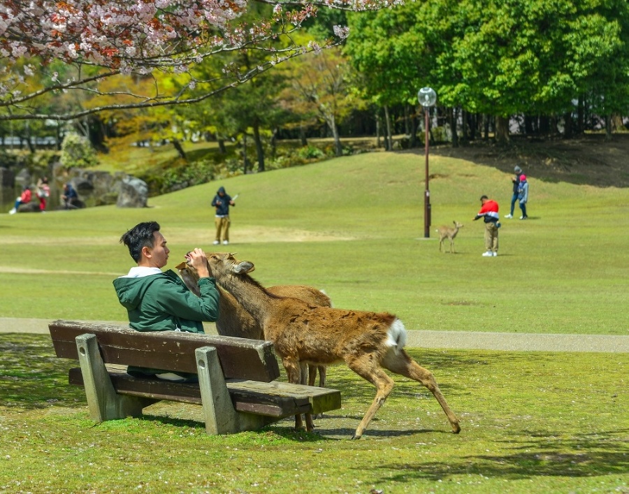 Turisti môžu kŕmiť neodbytné jelenčeky špeciálnymi „jeleními“ sušienkami (šika-senbei).