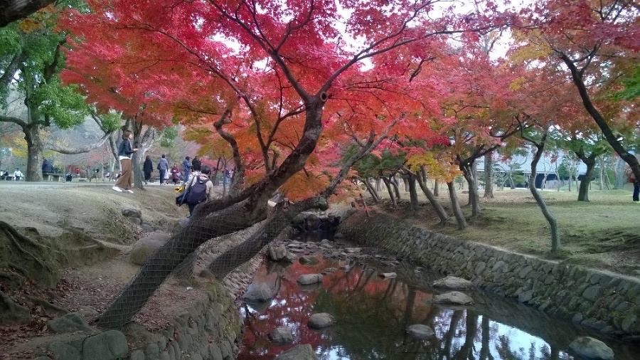 Jeseň je v Japonsku nádherná.