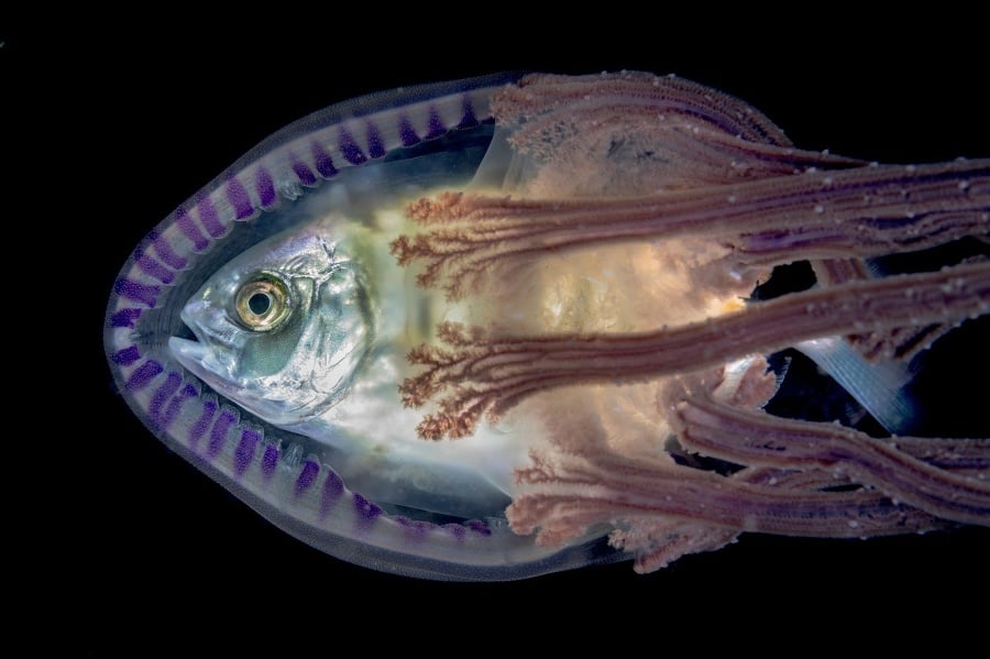 Ryba kranas vo vnútri medúzy