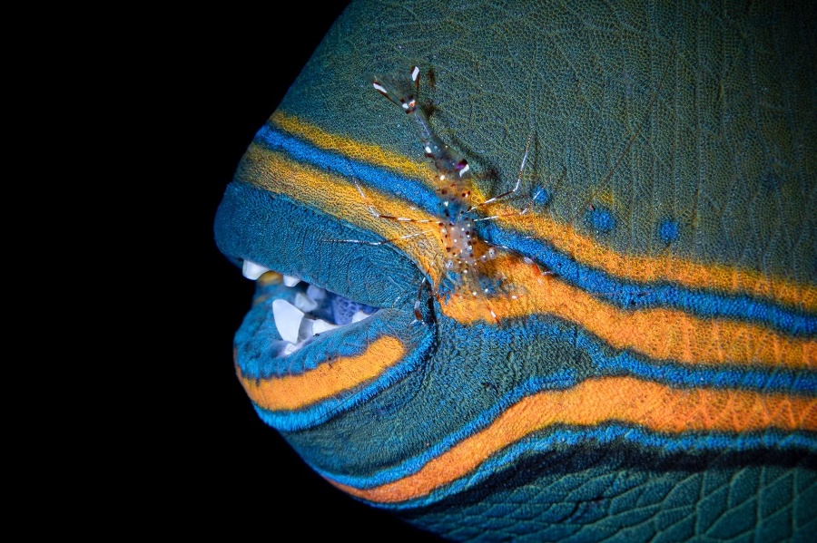 Krevetka na ústach dvojzubca oranžovopruhého
