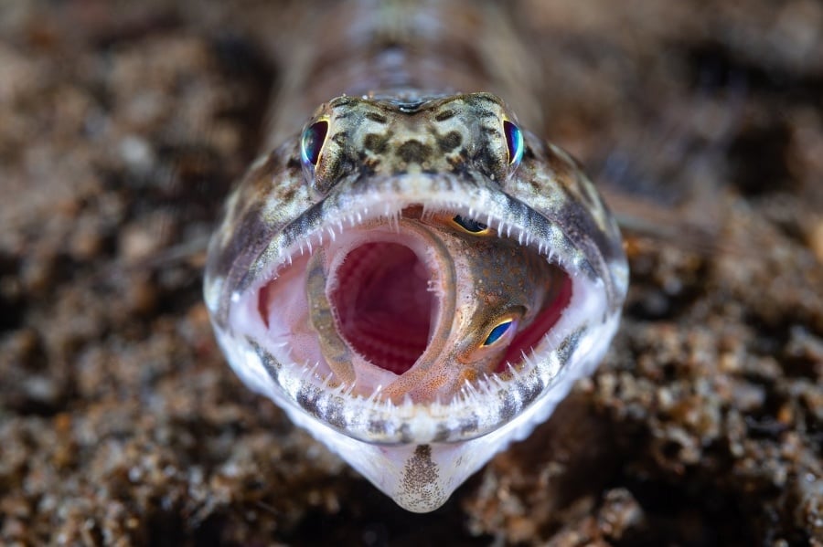 Mladá ryba druhu Epinephelinae v ústach ryby Synodontidae