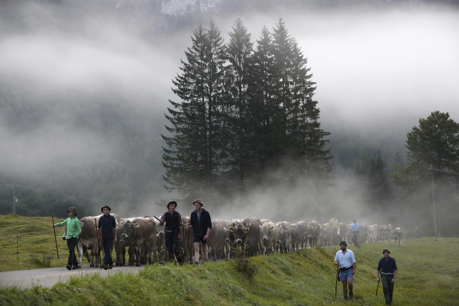 Bavorskí pastieri vedú dobytok počas návratu z letných pastvín v horách v Bad Hindelangu v južnom Nemecku. © SITA/AP