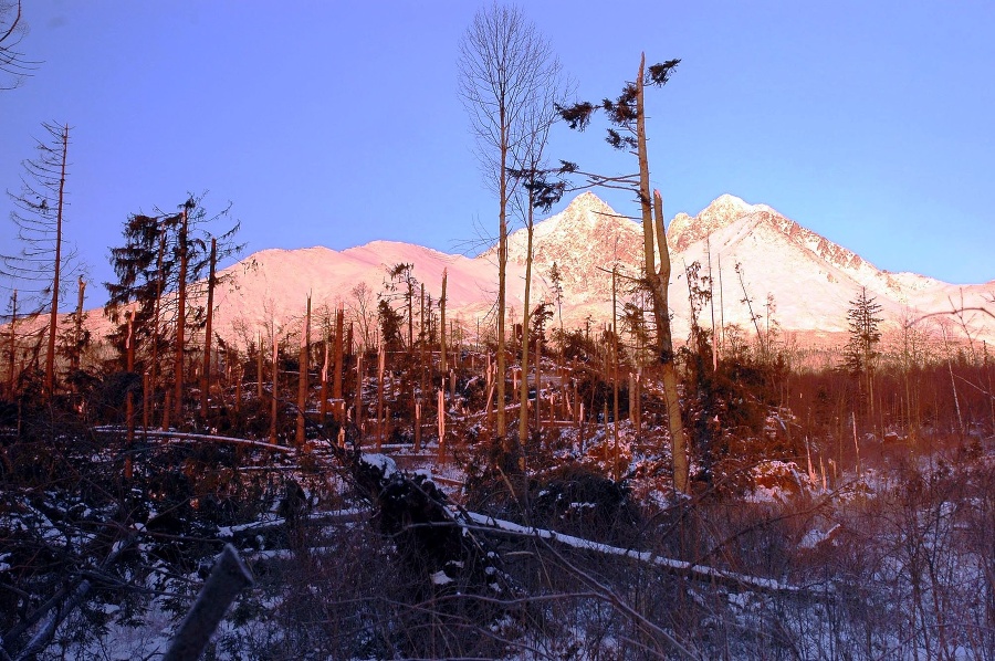 Lomnický a Kežmarský štít skoro ráno 22. novembra pri pohľade cez zvyšky kedysi bohatého lesného porastu