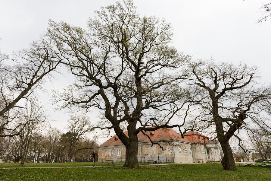 Pod vzácnym dubom letným v parku sedával hudobný skladateľ Franz Schubert i Franz Sacher. Dvadsať metrov vysoký strom má obvod kmeňa 570 centimetrov a je starý 350 rokov.