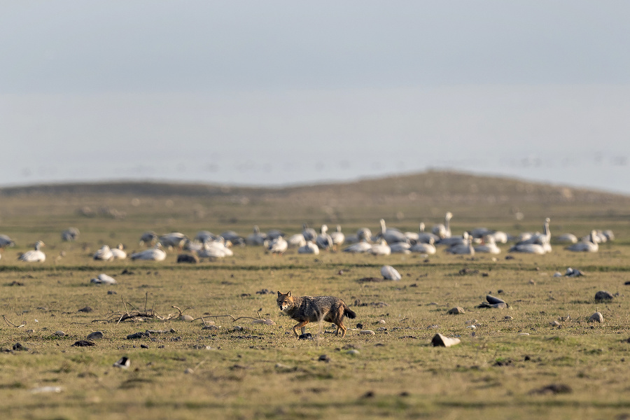 Šakal sa pohybuje okolo kŕdľa husí tibetských (Anser indicus), ktoré migrujú v zime zo Strednej Ázie a Tibetu pri jazere Pong v oblasti Nagrota Surian.