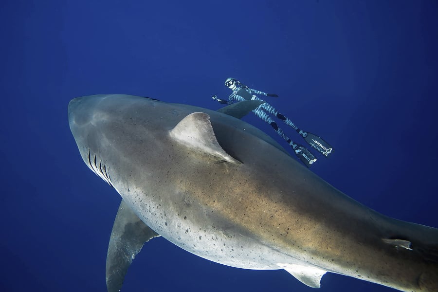 Na snímke Juana Oliphanta z 15. januára 2019 pláve potápačka a morská výskumníčka Ocean Ramseyová pri najväčšom doteraz pozorovanom modrom žralokovi pri pobreží havajského ostrova Oahu. Ramseyová uviedla, že samica, dlhá asi 6 metrov mohla vážiť asi 2,5 tony. Je pravdepodobné, že bola gravidná.