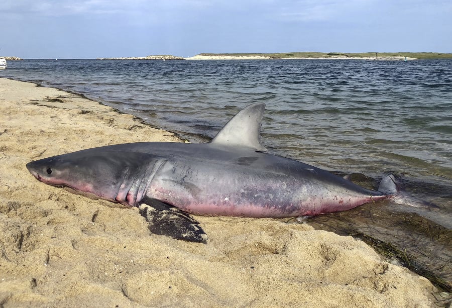 Uhynutý vdľký biely žralok na pobreží v Truro