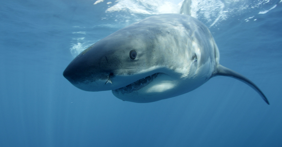 Veľký biely žralok, záber Discovery Channel