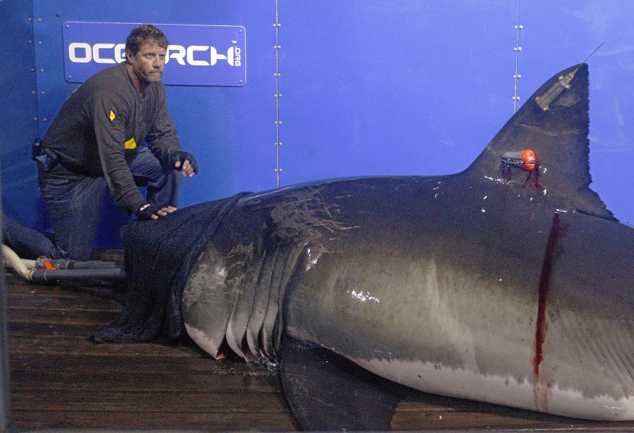 Vedec z organitácie Ocearch vedľa 4,5 metra dlhého a tonu vážiaceho žraloka
