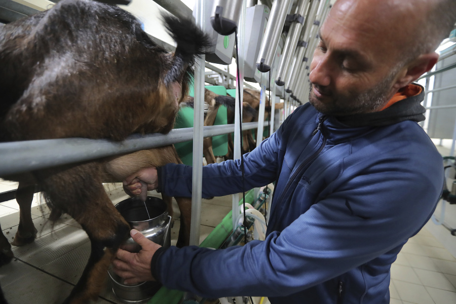 Cyperský farmár 48-ročný Vasilis Kyprianu dojí kozu na svojej farme v obci Kampia neďaleko Nikózie. Kozie mlieko použije na výrobu tradičného polotvrdého slaného syru halloumi.