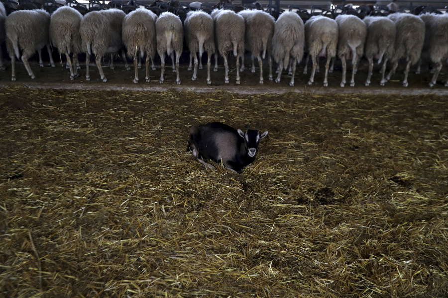 Kozie mláďa odpočíva medzi ovcami na farme v obci Kampia neďaleko Nikózie.