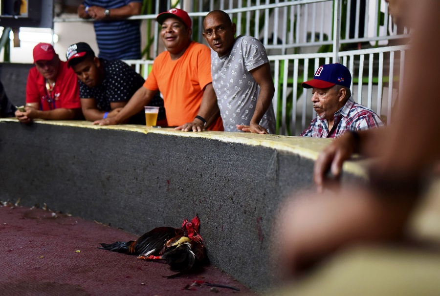 Kohútie zápasy v Portoriku